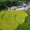 Mùa lúa chín ở Sapa 