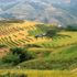 Mùa lúa chín ở Sapa 