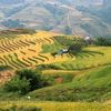 Mùa lúa chín ở Sapa 