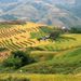 Mùa lúa chín ở Sapa 