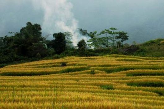 Mùa lúa chín ở Sapa 