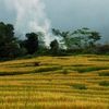 Mùa lúa chín ở Sapa 