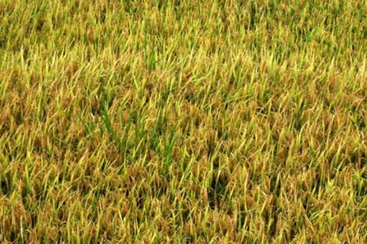 Mùa lúa chín ở Sapa 