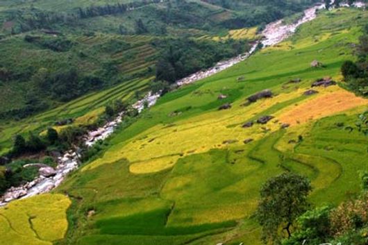 Vẽ đẹp Sapa mùa lúa chín