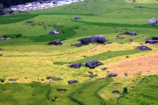 Vẽ đẹp Sapa mùa lúa chín