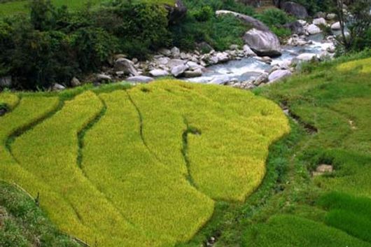 Vẽ đẹp Sapa mùa lúa chín