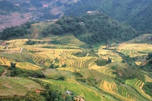 Vẽ đẹp Sapa mùa lúa chín