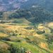 Vẽ đẹp Sapa mùa lúa chín