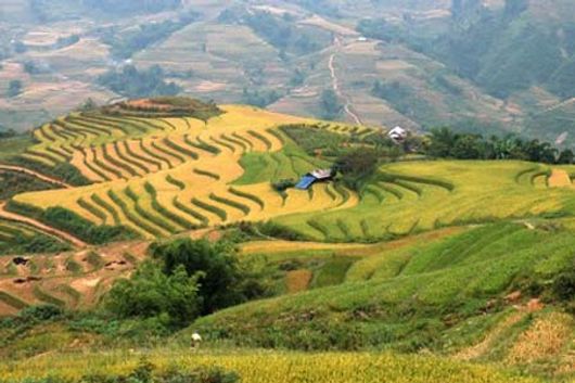 Vẽ đẹp Sapa mùa lúa chín