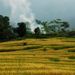 Vẽ đẹp Sapa mùa lúa chín