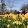 Lễ hội hoa độc đáo Floriade 2009 tại Canberra (Australia)