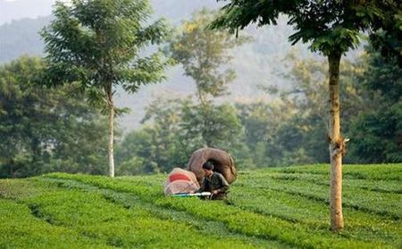 Đồi chè ở Thanh Sơn
