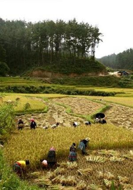 Đi gặt ở Púng Luông