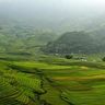 Tây Bắc - Những con đường lúa