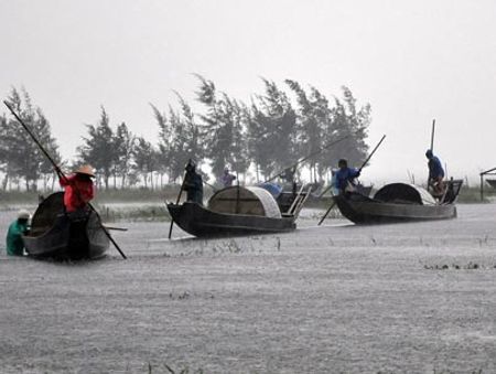 Người dân nỗ lực đưa đò từ đầm phá vào đồng ruộng để tránh bão ở xã Điền Hải, huyện Phong Điền, Thừa Thiên - Huế  trong chiều qua