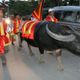 Chọi trâu Đồ Sơn và những mặt trái ngày hội
