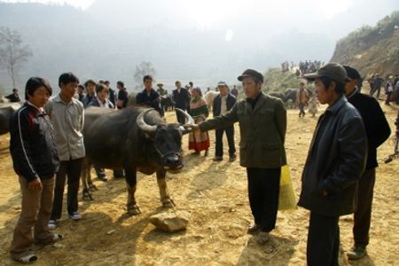 Chợ trâu
