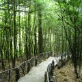 Cuối tuần với thị trấn trong mây Tam Đảo
