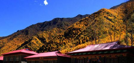Rừng lá vàng đã phủ trên những ngôi nhà tại khu tự trị Tây Tạng