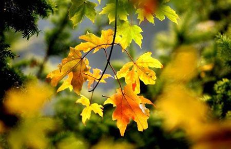 Tại Bedgebury National Pinetum, Kent, vương quốc Anh có cả một khu 
rừng trồng các loài cây lá kim. Ở đây cũng có một số cây phong nên vào 
mùa thu, giữa màu xanh của cây lá kim, thấp thoáng sắc vàng của lá 
phong.