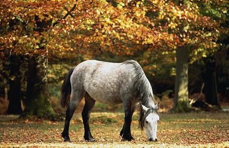 Trong khu rừng Hampshire phủ đầy lá cây sồi khi thu sang, một chú 
ngựa thong dong gặm cỏ.