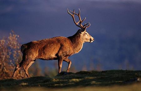 Mùa thu ở Scotland cũng là mùa giao phối của loài hươu đốm đỏ.