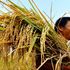 Lùi thời gian Festival Lúa gạo VN