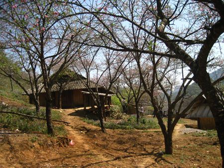 Mộc Châu cách Hà Nội 200km