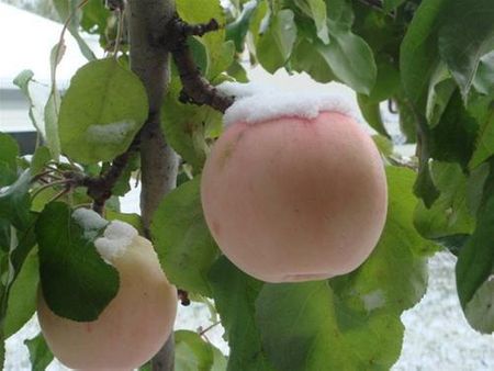 Tuyết bắt đầu rơi vào tháng 10… Những quả táo nhà hàng xóm cũng đầy tuyết!