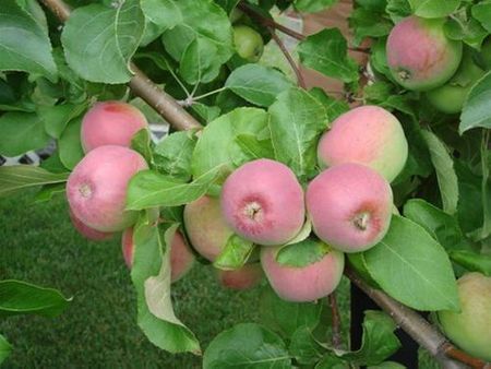 Loại táo này ăn rất ngon, vừa chua vừa ngọt và rất giòn