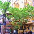 Camellia Hotel