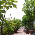 Vườn - Silver Creek City Resort