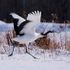 Hokkaido - mùa đông và hoa tuyết quyến rũ