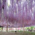 Thiên đường hoa tình yêu ở Nhật Bản
