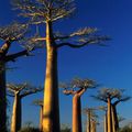 Cảnh độc đáo ở Madagascar