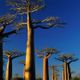 Cảnh độc đáo ở Madagascar