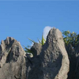 Tổng Quan - Monkey Island Resort