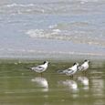 birds at our beachside - Anoasis Beach Resort