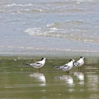 birds at our beachside - Anoasis Beach Resort