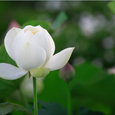 Cảnh quan - Lotus Mui Ne Resort and Spa