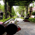 Cảnh quan - Ocean Star Resort