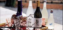 Những điều bạn chưa biết về rượu sake