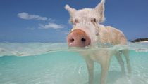 Đảo lợn thú vị ở Bahamas