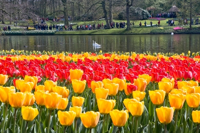 du-lich-phap-bi-ha-lan-va-chiem-nguong-hoi-hoa-tulip-keukenhof-2009-3.jpg