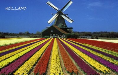 di-ngam-hoa-tulip-o-new-york.jpg