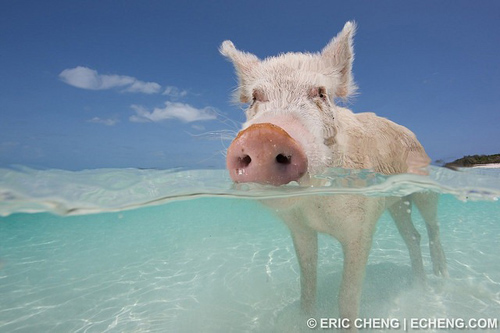 Đảo lợn thú vị ở Bahamas 1