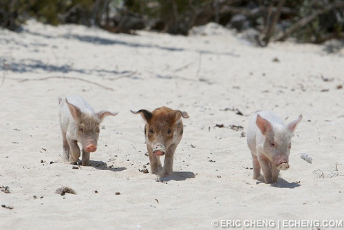 Đảo lợn thú vị ở Bahamas 7