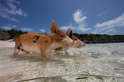 Đảo lợn thú vị ở Bahamas 5