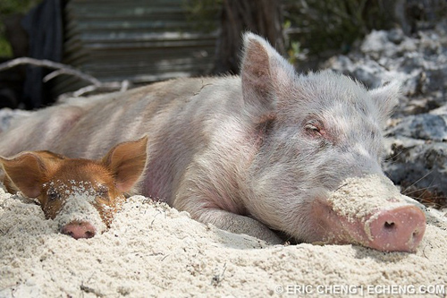 Đảo lợn thú vị ở Bahamas 6