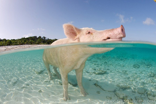 Đảo lợn thú vị ở Bahamas 4